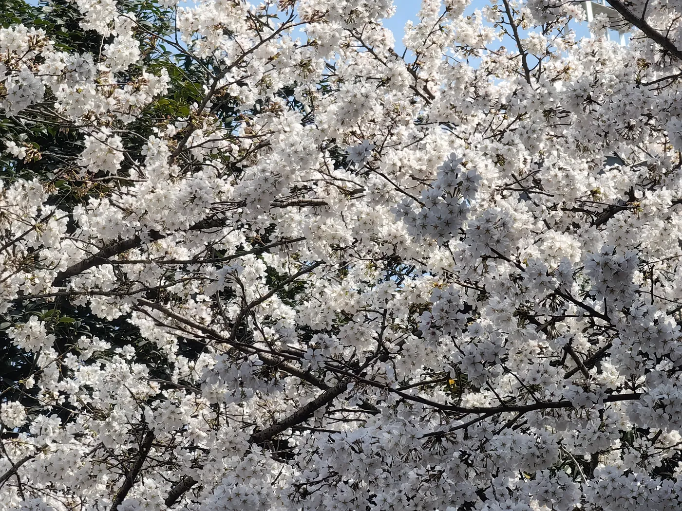 Cherry blossom avenue at Wuhan University